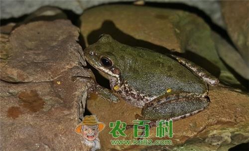 百蛙之王野生石蛙市场价多少钱一斤怎么做好吃死了还能吃吗