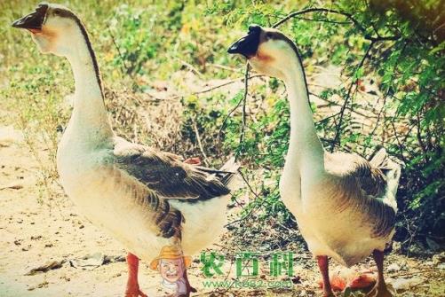 易游娱乐城- YY易游体育官方网站- 易游体育APP深度解析：鹅肥肝酱源头厂家如何定义行业新标准