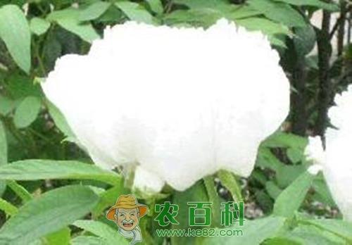白芍药的6大功效作用是哪些?它和赤芍药有什么区别?