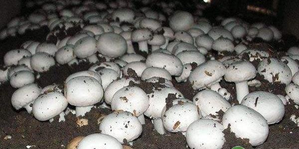 双孢菇的价格多少钱一斤?种植前景如何(附种植要点)